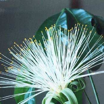 パキラの花の投稿画像一覧 Greensnap グリーンスナップ