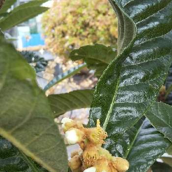 ビワの木 の投稿画像一覧 Greensnap グリーンスナップ