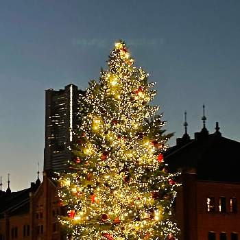 もみの木。の画像 by macocoさん | もみの木とクリスマスツリーと横浜ともみの木。と横浜赤レンガ倉庫と赤レンガ倉庫とクリスマス