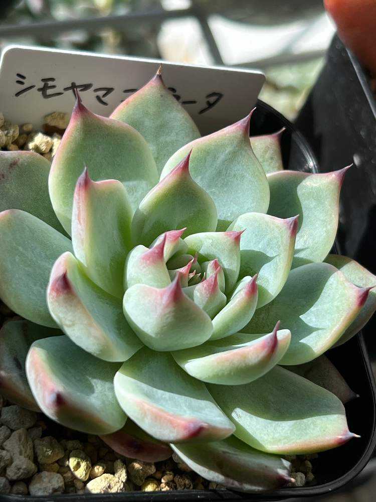 ラウイ×コロラータの葉挿しチャレンジ｜🍀GreenSnap（グリーンスナップ）