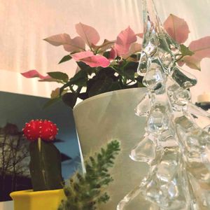 ガラス,ピンクの花,サボテン☆,クリスマスツリー,プリンセチア♡の画像