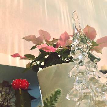 クリスマス,DIY,イルミネーション,パーゴラDIY,土管にドッカンの画像