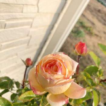 オベリスク仕立ての投稿画像一覧 Greensnap グリーンスナップ