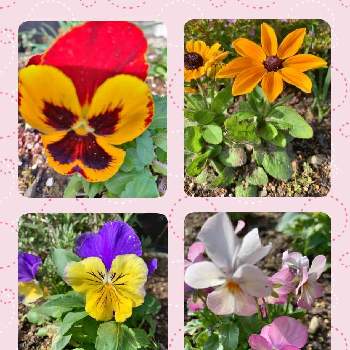 #花のある暮らしの画像 by haruさん | 小さな庭とピンクの花と強い花と紫色の花とおうち園芸と黄色い花と#花のある暮らしと小さな幸せ♡と花いろいろと可愛いと小さい花と天使の花