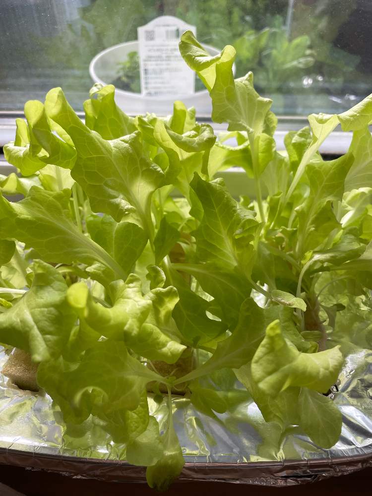 ダイソー50円種 サニーレタスを水耕栽培で育ててみよう 完 Greensnap グリーンスナップ