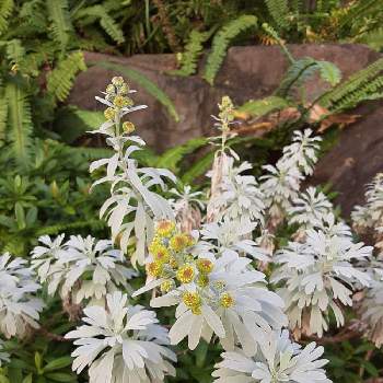 南国の花の投稿画像一覧 Greensnap グリーンスナップ