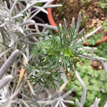 ヘリクリサム シルバースノーの投稿画像一覧 Greensnap グリーンスナップ