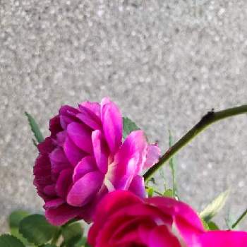 可愛いはなの画像 by rinoさん | 車庫と可愛いはなと元気を貰える花とコンテナガーデンと癒しの花と赤い花とバラが好きとバラを楽しむ