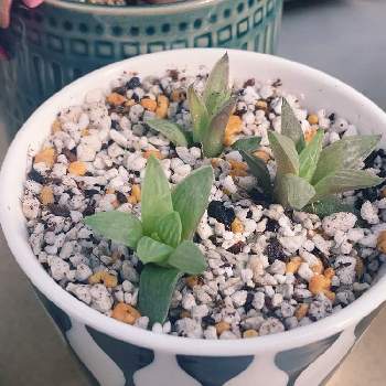 ハオルチア 花鏡の投稿画像一覧 Greensnap グリーンスナップ