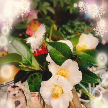 椿（侘助）の画像 by マカロンさん | 小さな庭と癒やしと小さな幸せ❤とつばきの花と椿（侘助）とおうち園芸と全てのものへの感謝と畏敬と小さな庭♡と花のある暮らしとおうちで自然を感じるとありがと〜❤と白い花