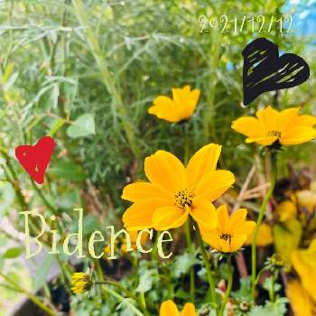 ビデンス ゴールデンエンパイアの画像 by jurarararara〜☆さん | ビデンス ゴールデンエンパイアとありがとう❤️とこんな時こそ花をとコロナに負けるな！と小さな庭♡と可愛い〜♡と小さな幸せ♡と元気に育ててますよ