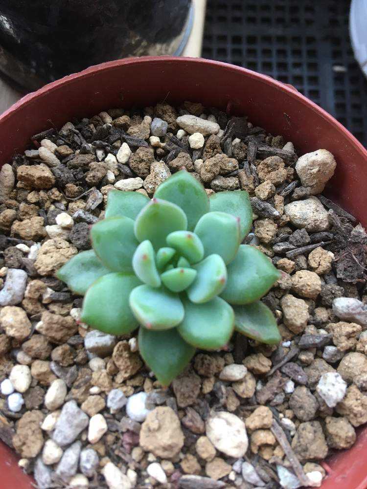エケベリア風緑成長記｜🍀GreenSnap（グリーンスナップ）