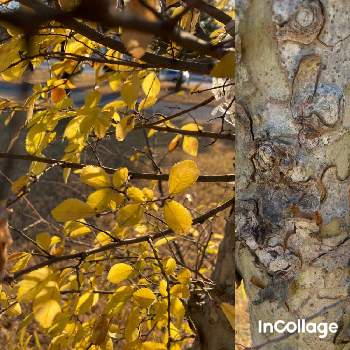 アキニレの画像 by すずはなさん | お出かけ先とアキニレと公園の木と在来種とスマホ写真と黄葉(コウヨウ)