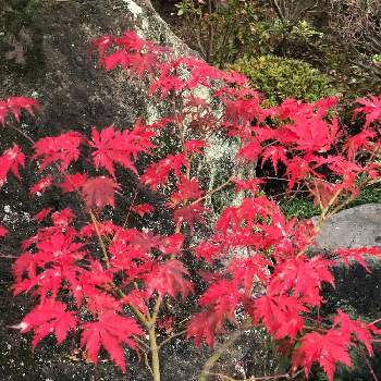 赤葉の画像 by BTMさん | 小さな庭と和の趣と自然が織りなす色とモミジ♪と風にのるとカエデもみじと赤葉と紅葉（こうよう）と真紅と晩秋と色変化