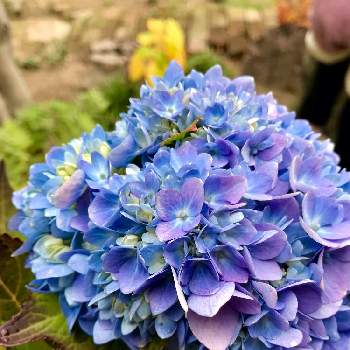 四季咲き紫陽花 霧島の恵の投稿画像一覧 Greensnap グリーンスナップ