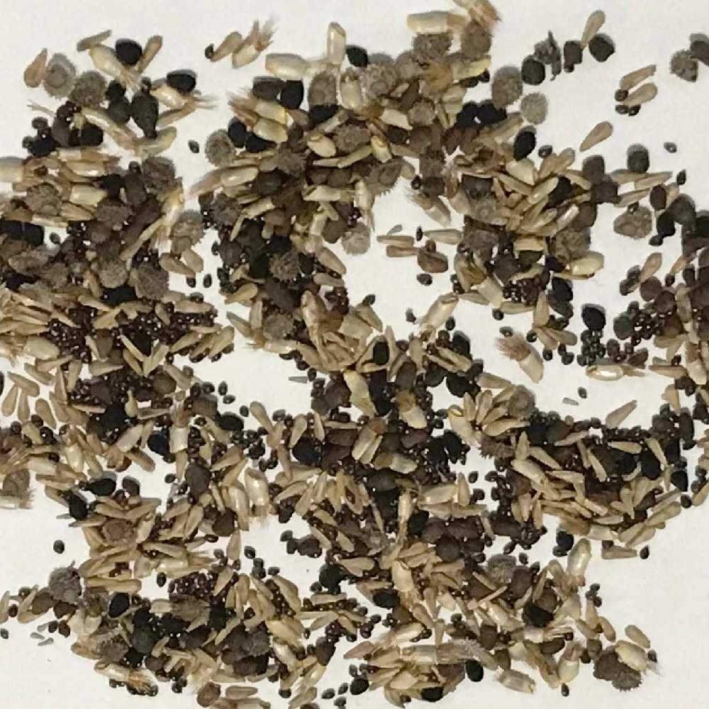 花花♡ページ　他の方購入不可 憧れのブルーフラワーガーデンꕤ｜🍀GreenSnap（グリーンスナップ）