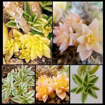 新しい葉っぱの画像 by ウニ子さん | バルコニー/ベランダとセダムと植物のある暮らしと我が家のベランダと新しい葉っぱとbabyちゃん❤︎とwinterと可愛い葉っぱと小さいと可愛い♡