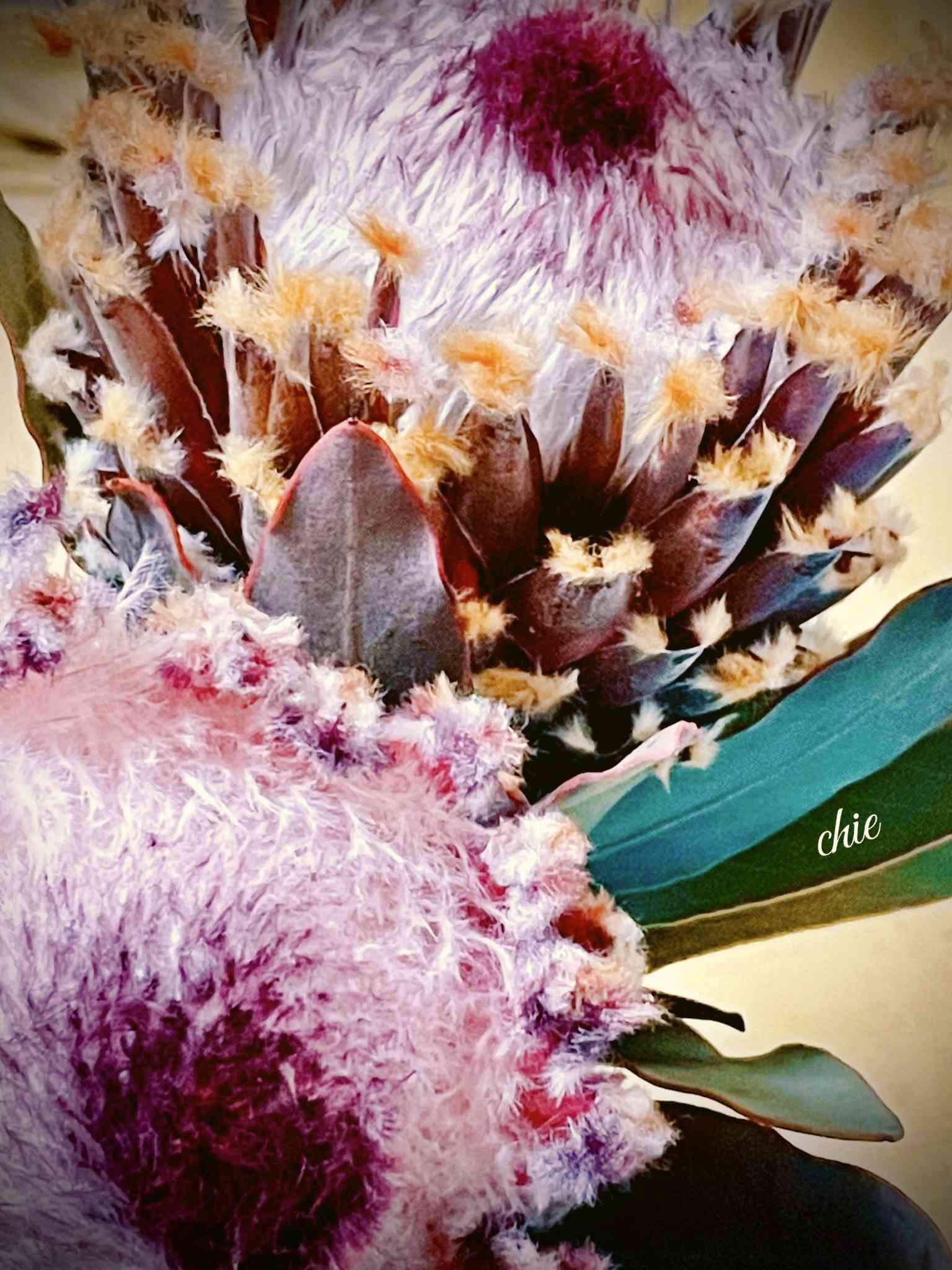 プロテア ニオベの一覧｜🍀GreenSnap（グリーンスナップ）