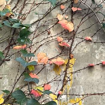 ナツヅタの画像 by いかみみさん | お出かけ先とナツヅタと紅葉（こうよう）とスマホ撮影と団地の敷地内と蔓草