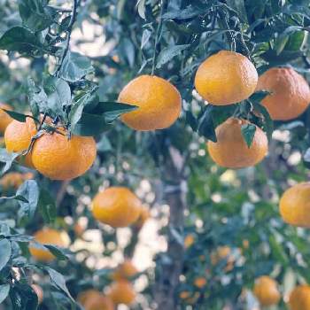 デコポンの画像 by −MIMI−さん | 小さな庭とデコポンと柑橘