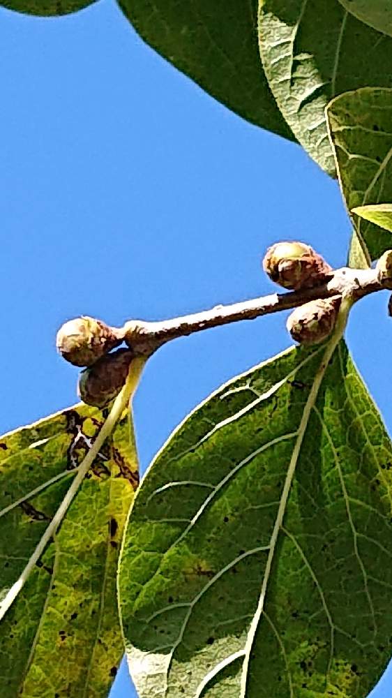 蝋梅 ろうばい の投稿画像 By さーやんさん ロウバイ とチーム愛知と雲仲間 21月12月13日 Greensnap グリーンスナップ