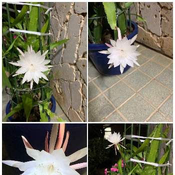 姫月下美人の画像 by ピーモモさん | 小さな庭と姫月下美人とサボテン科と沖縄と花のある暮らしと白い花と白い花マニア