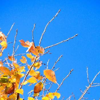 秋の訪れの画像 by ヒガ君さん | お出かけ先とみなとみらいと秋の訪れと汽車道と秋の気配と散歩