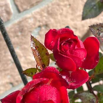 薔薇　トゥルーブルーム　レッドキャプテンの画像 by わこさん | 玄関と薔薇　トゥルーブルーム　レッドキャプテンとバラ