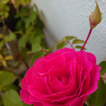 ピンク色のバラの画像 by yamacciさん | バルコニー/ベランダとピンク色のバラとばら バラ 薔薇とローズうらら　バラ