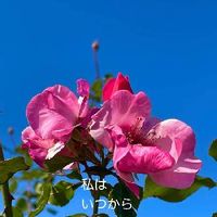 ナニワイバラ,花のある暮らしの画像
