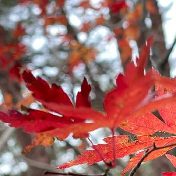 秋の風景の画像 by chizuさん | お出かけ先とモミジ(紅葉)とお顔がこんにちはと楽しかったぁ～♥️と山歩きと秋の風景と山で出会ったお花達と山の風景