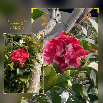 椿の蕾の画像 by manabeさん | お出かけ先とツバキと椿の蕾と花のある暮らしとツバキ科と赤と白のコントラストと通りの花