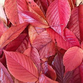 染料の画像 by こころさん | お出かけ先とサクラとカラフルとグラデーションと植物大好きと大好きとナチュラルガーデンときれいと綺麗な紅葉と植物を楽しむと染料と紅葉（こうよう）と落ち葉の絨毯とナチュラルスタイルとシックな色合いと落ち葉とかわいいと道端と秋の彩りと優しい色と草木染め