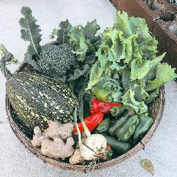 ニンニク収穫の画像 by ナタリーさん | ニンニク収穫と生姜栽培とかぼちゃ☆とブロッコリー。と自家製野菜