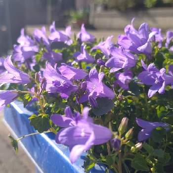 紫チーム✨の画像 by *hiro*さん | オトメギキョウとベルフラワーと庭パトと紫チーム✨と可愛い花と癒しの植物とおうち園芸と花のある暮らしと玄関を彩る