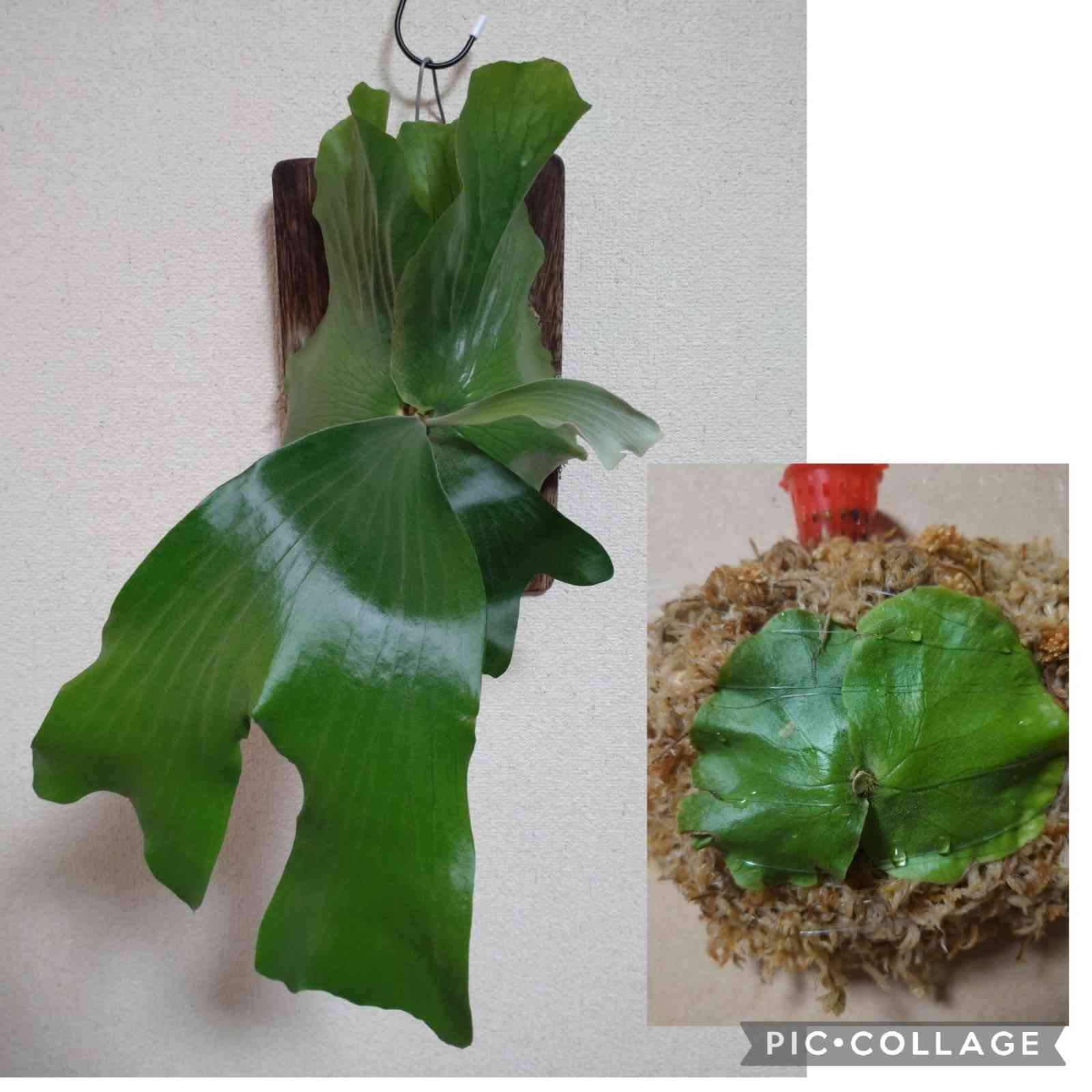 ビカクシダ エレファントティス × アルシコルネ マダガスカルの一覧