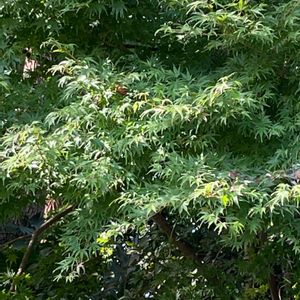 イロハモミジ,山野草,樹木,里山,ムクロジ科の画像