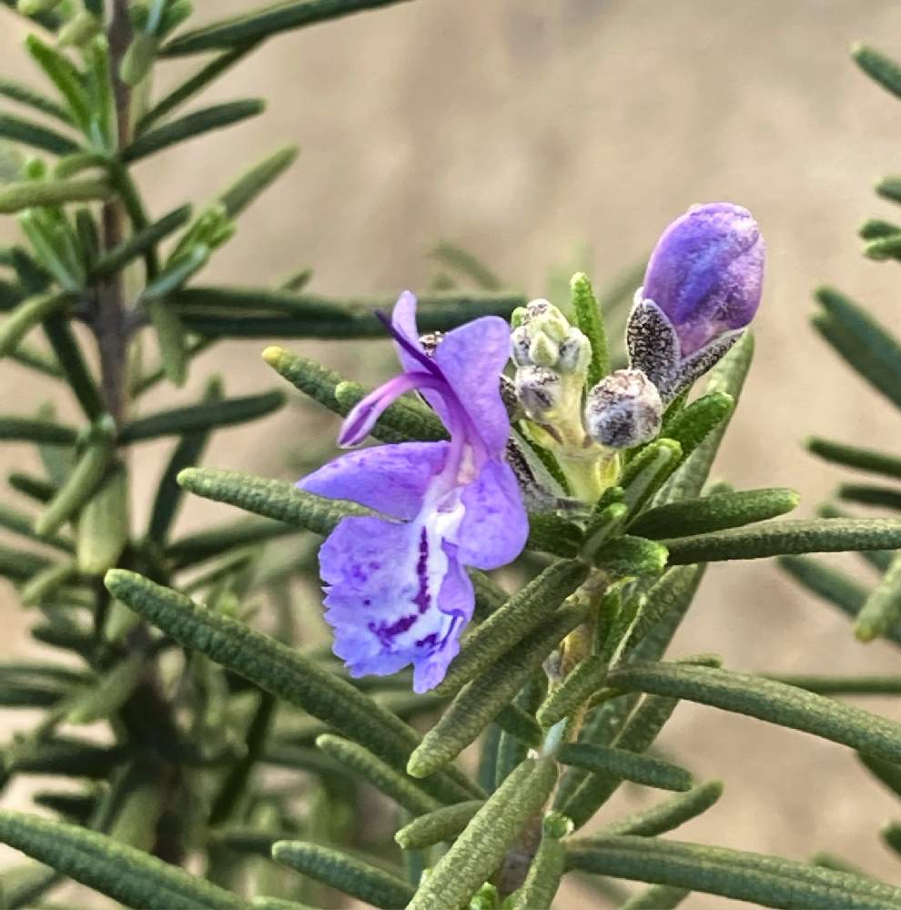 ローズマリー マリンブルーの投稿画像 By 枸杞さん 小さな庭とローズマリーの花と庭木の花とハーブとメディカルハーブと薬草とローズマリーの花と庭木の花と ハーブとメディカルハーブと薬草 21月12月13日 Greensnap グリーンスナップ Greensnap グリーン