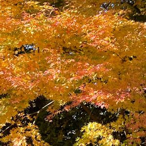 イロハモミジ,山野草,樹木,里山,ムクロジ科の画像