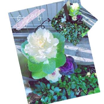 華やか♡の画像 by hinamama ♡さん | 小さな庭とセンス磨きたいと♯葉牡丹とバランスが難しいと ハボタンと小さな花壇と薔薇みたいと華やか♡とシェード小道