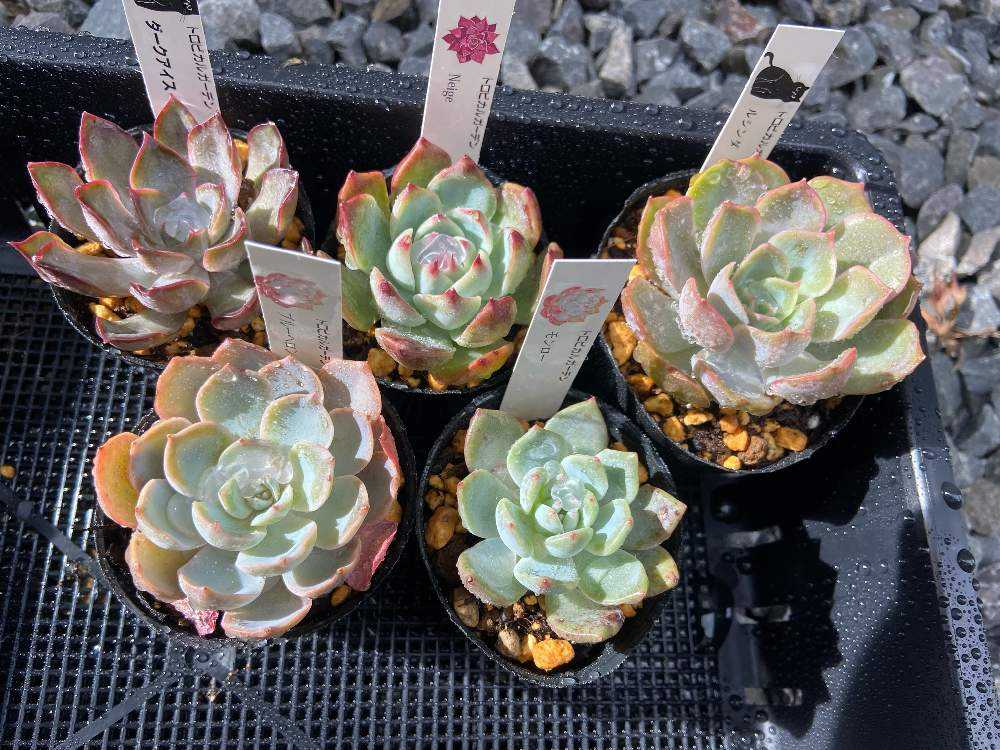 トロピカルガーデンさんの選べるエケベリアセット5種｜🍀GreenSnap