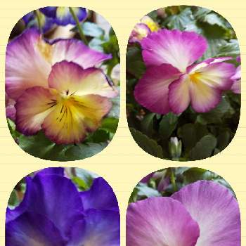 色々な色の画像 by ノッコちゃんさん | 玄関とパンジーと寄せ植えと可愛い❤と可愛い花と色々な色とおきにいり ♡と大好きなお花♡と鉢植えと花のある暮らし