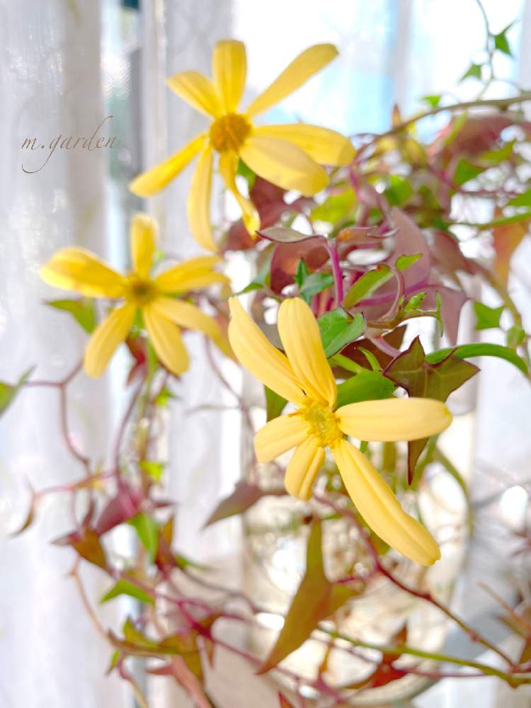 マーガレットアイビーの投稿画像 By M Gardenさん 窓辺と観葉植物と咲いた と観葉植物と咲いた 21月12月13日 Greensnap グリーンスナップ Greensnap グリーンスナップ