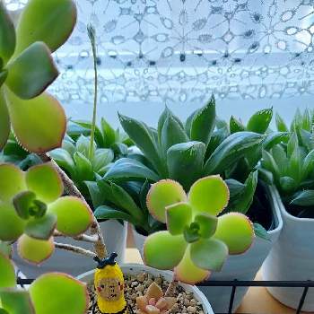 ハオルチア 花鏡の投稿画像一覧 Greensnap グリーンスナップ