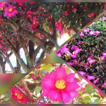 樹木大好きの画像 by sumiko87さん | お出かけ先とサザンカ(山茶花)と樹木大好きと歩車分離の花壇とGSのみなさんに感謝♡と花のある暮らしと満開のお花