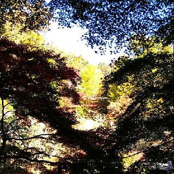 秋の風景の画像 by ロンさん | お出かけ先と自然の風景と樹木と空と木と散歩と光のマジックと秋の風景