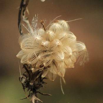 植物の不思議の画像 by ポコミミさん | タイアザミの綿毛と野草と山野草とふわふわの綿毛と在来種と里山と日本固有種と植物の不思議
