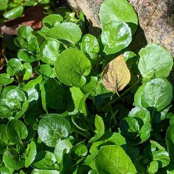 要注意外来生物の投稿画像一覧 Greensnap グリーンスナップ