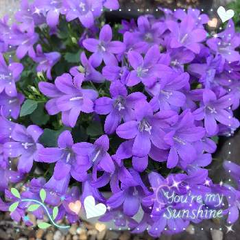 カンパニュラベルフラワーの投稿画像一覧 Greensnap グリーンスナップ