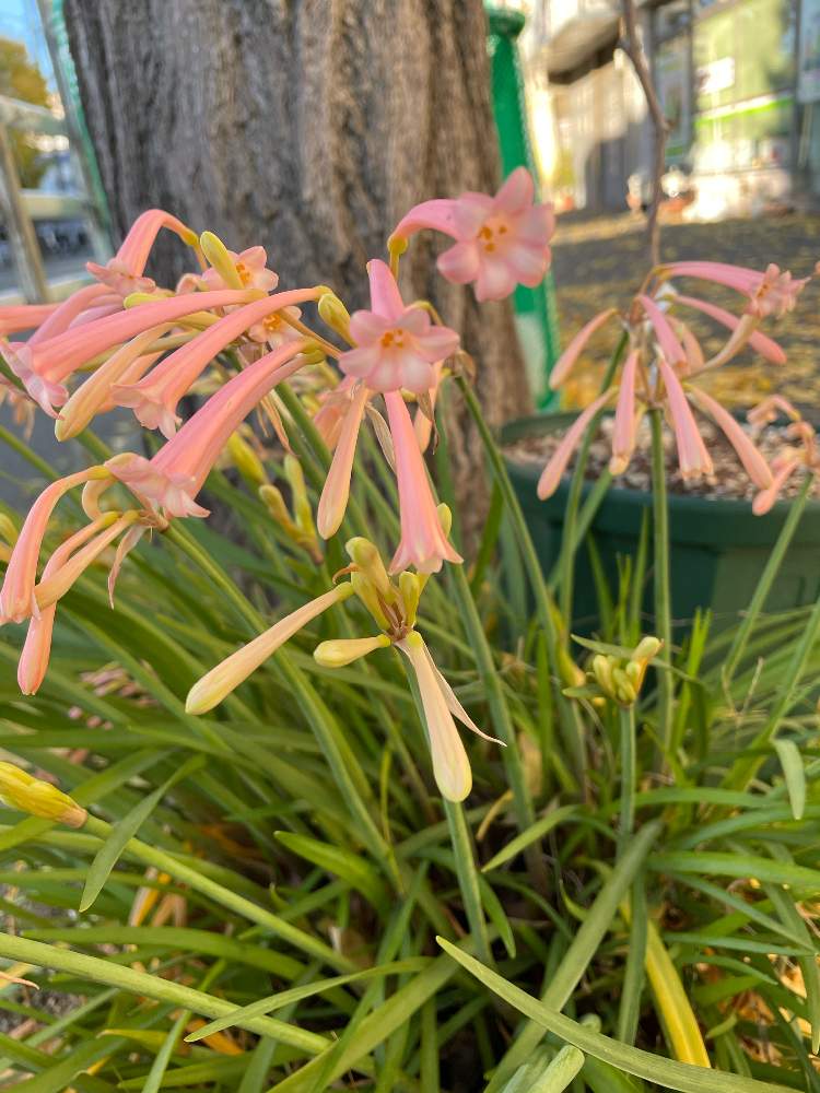 キルタンサスの投稿画像 By チャポコさん 笛吹水仙とお出かけ先とオレンジ色の花とつぼみと散歩と小さい花と花のある暮らしとオレンジ色の花 とつぼみと散歩と小さい花と花のある暮らし 21月12月13日 Greensnap グリーンスナップ Greensnap グリーンスナップ